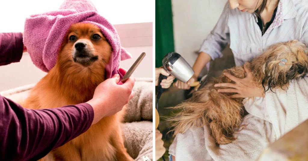DIY pet grooming
