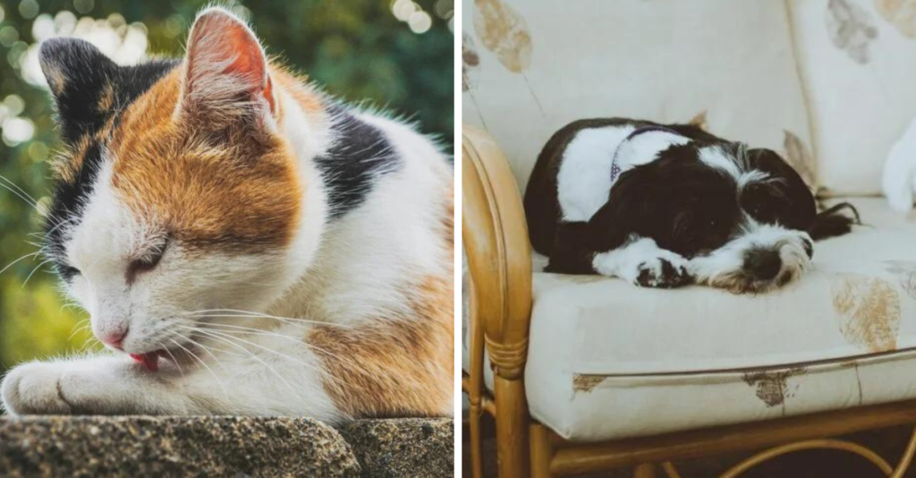 choosing the right pet breed for your lifestyle