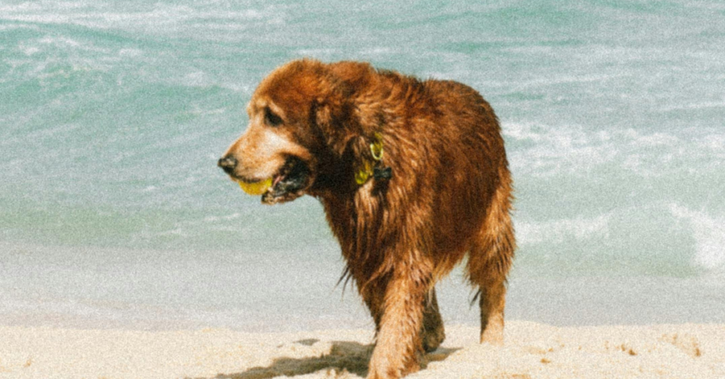 dealing with pet loss and grief