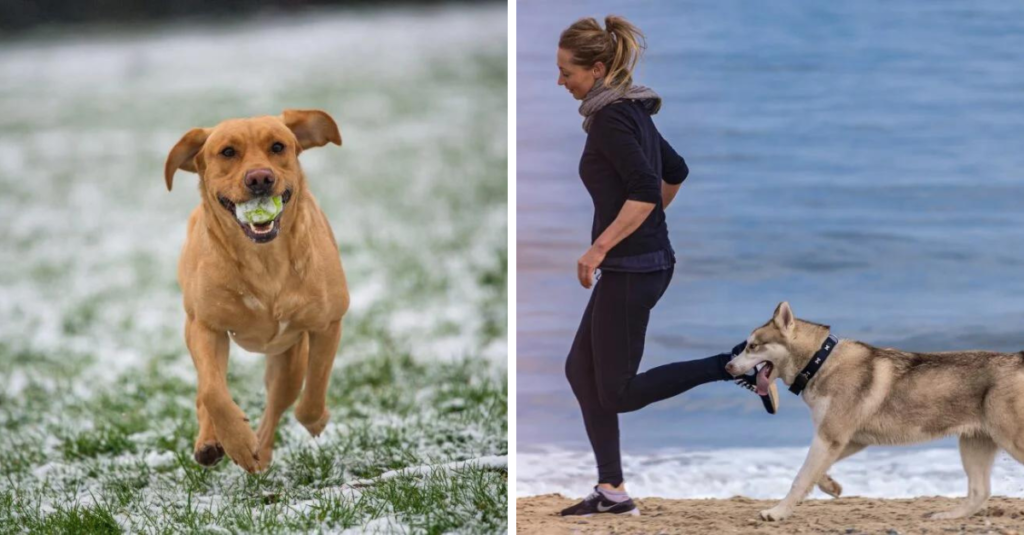 exercising with your pet