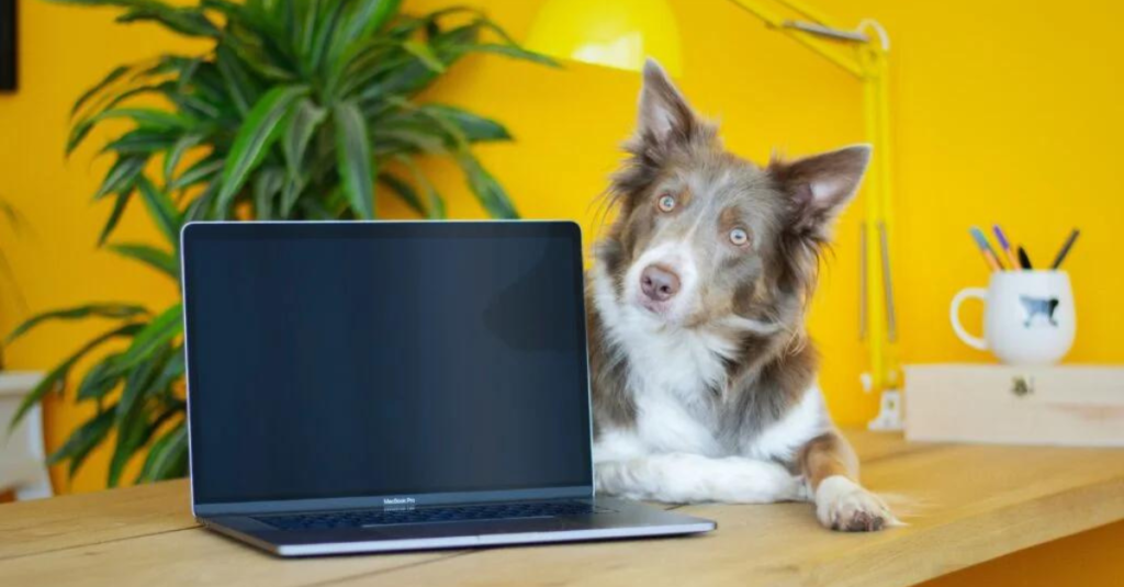 how technology is changing the way we care for pets