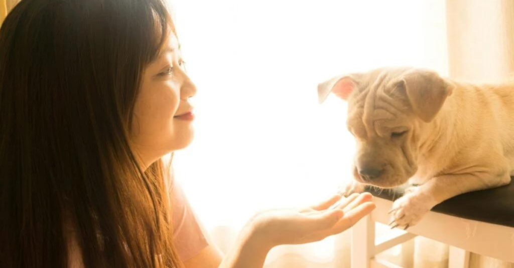 how to help your pet adjust to a new home