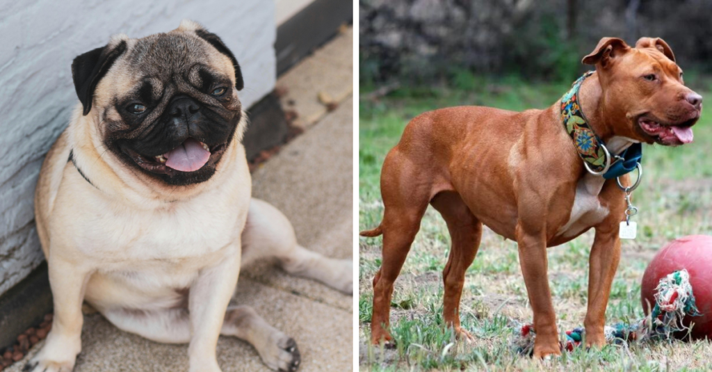 myths and misconceptions about certain pet breeds