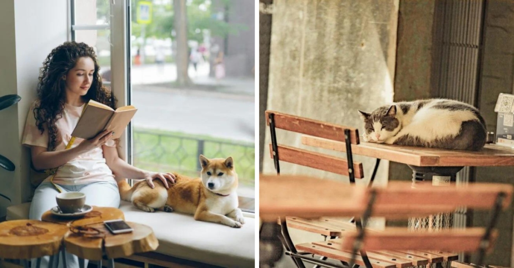 pet cafes
