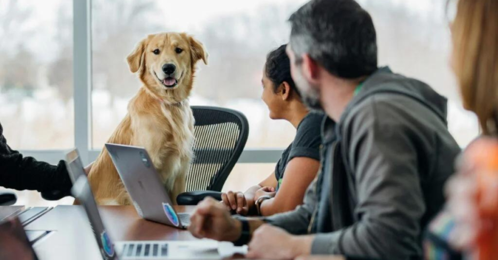 pets in the workplace