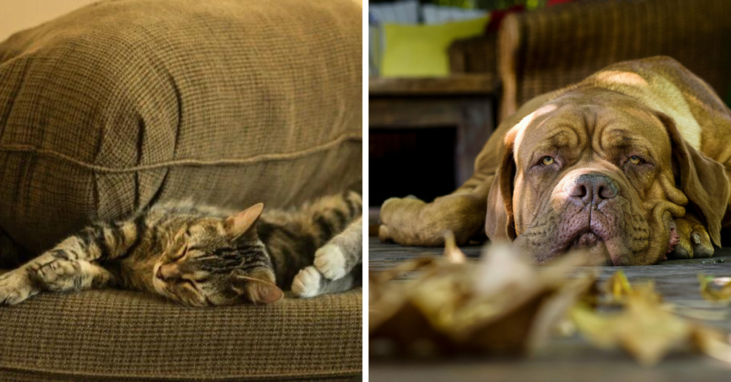pets thrive in urban settings