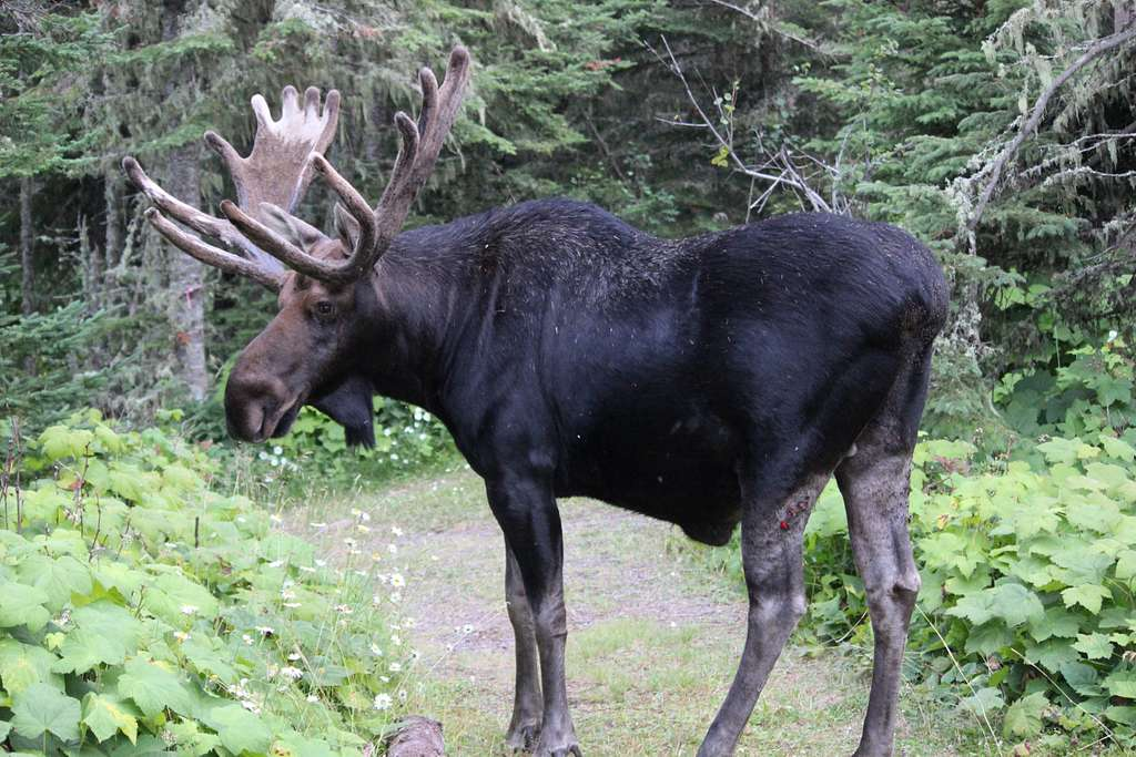 Why the Moose Might Be the Most Dangerous Animal in North America ...