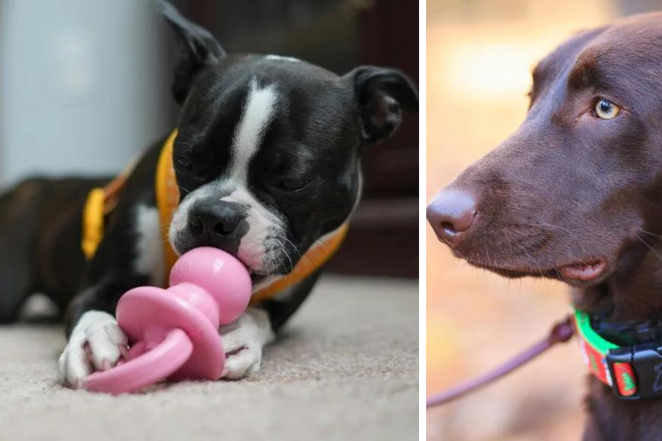 eco friendly pet products